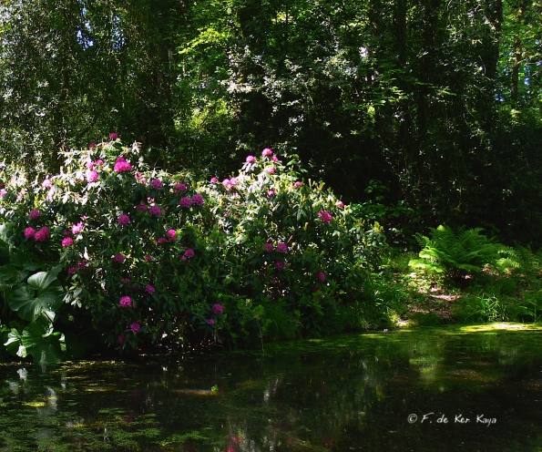Bois des Moutiers (361) Mai 2012